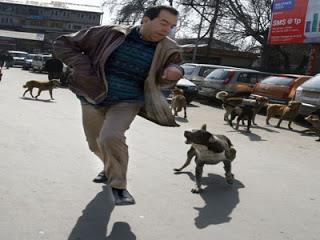 Stray dogs create fear in Uri